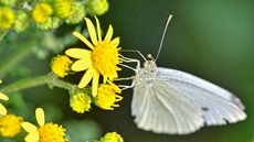 Kleiner Kohlweißling_1_jpg.jpg